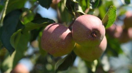 Владимир Нарожный: «Садоводство для Адыгеи — стратегическая отрасль с многовековыми традициями»